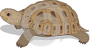 vectorial illustration of steppe tortoise